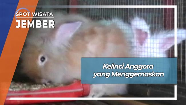 Menggemaskan, Kelinci Anggora Ambulu Wuluhan Jember