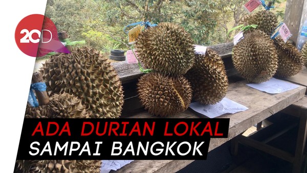 Sensasi Makan Durian di Kebun Raya Bulo