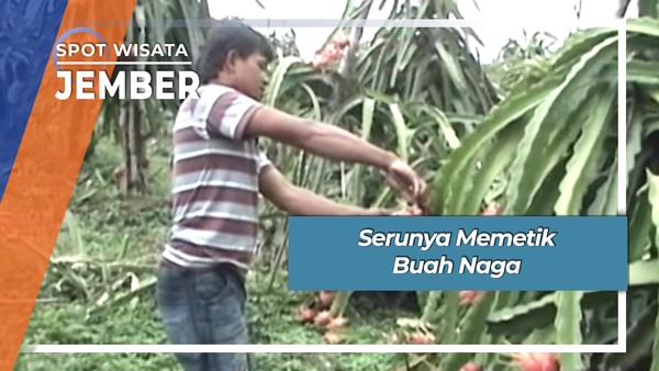 Serunya Memetik Buah Naga Puncak Rembangan Kemuning Lor Jember