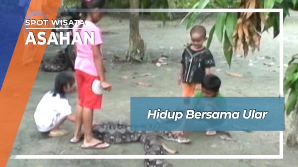 Hidup Bersama Ular Raksasa Bak Keluarga Dusun Lima Sijabut Asahan