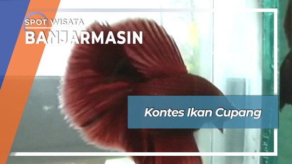 Kontes Ikan Cupang, Banjarmasin