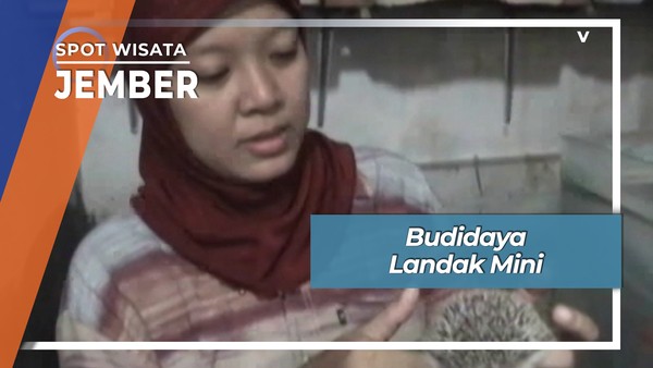 Budidaya Landak Mini, Jember