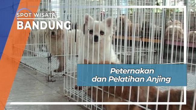 Peternakan Dan Pelatihan Anjing Bandung