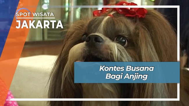 Kontes Busana Bagi Anjing, Jakarta