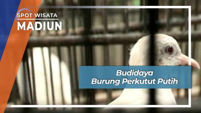 Budidaya Burung Perkutut Putih Madiun