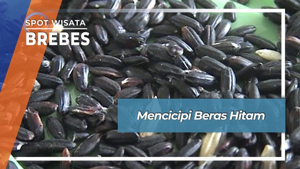 Khasiat Beras Hitam Sirampog Brebes, Kuliner Bangsawan Pada Jamannya