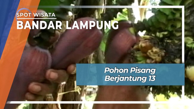 Pohon Pisang Berjantung 13 Bandar Lampung