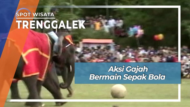 Aksi Gajah Bermain Sepak Bola, Trenggalek