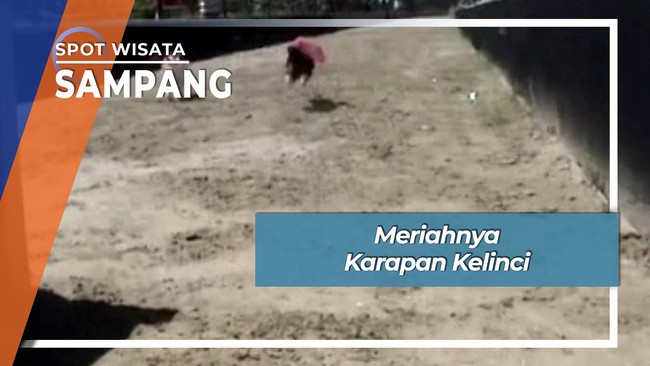 Seru Meriah Murah Karapan Kelinci Sampang