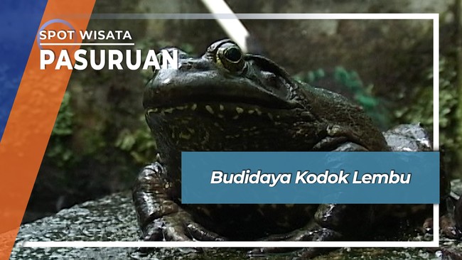Budidaya Kodok Lembu, Pasuruan