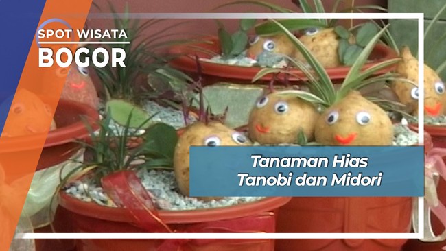Tanaman Hias Tanobi dan Midori, Bogor