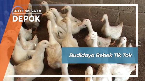 Budidaya Bebek Tik Tok, Depok