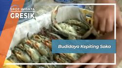Budidaya Kepiting Soka, Gresik Budidaya Kepiting Soka, Gresik