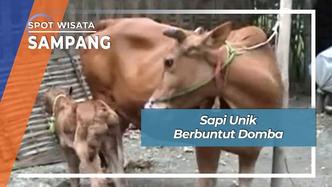 Sapi Unik Berbuntut Domba, Sampang 