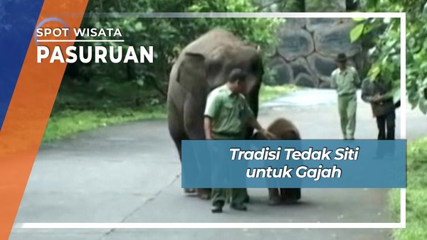 Tradisi Tedak Siti Gajah Prigen Pasuruan
