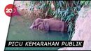 Video Gajah Hamil Mati Usai Makan Buah Berisi Petasan di India Video Gajah Hamil Mati Usai Makan Buah Berisi Petasan di India