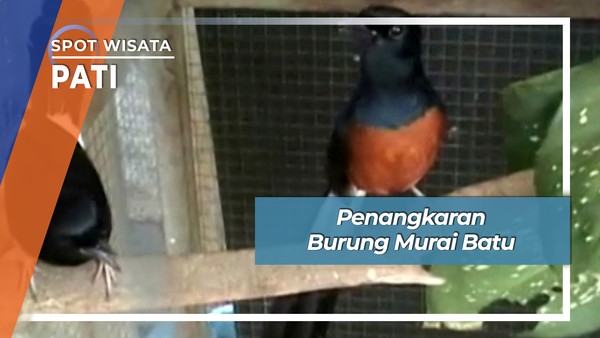Penangkaran Burung Murai Batu Pasar Gabus Pati
