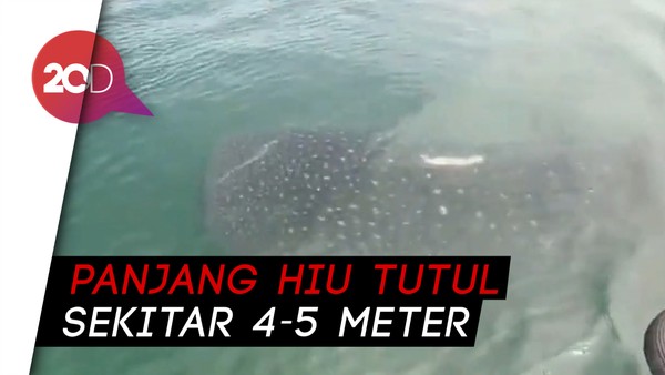 Kawanan Hiu Tutul Muncul di Perairan Pasuruan