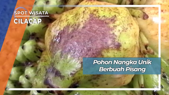Pohon Nangka Unik Berbuah Pisang Dusun Krikil Cilacap