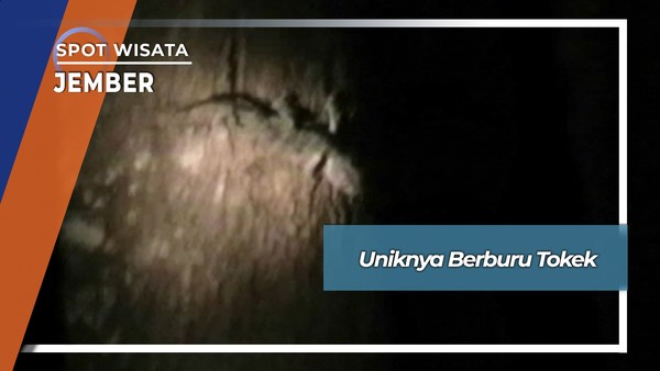 Berburu Tokek Desa Kepanjen Gumukmas Jember