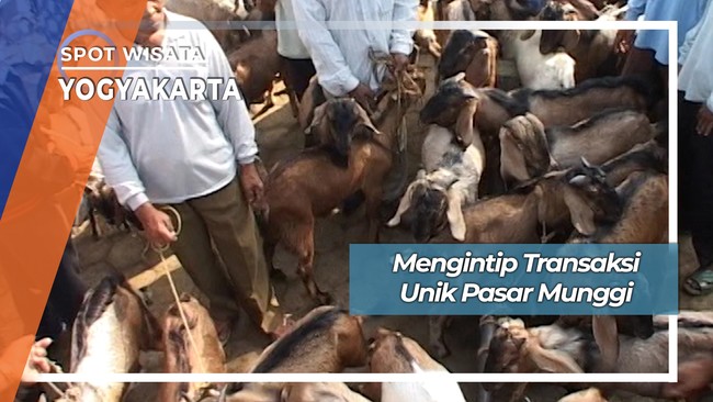 Transaksi Ternak Unik Pasar Munggi Gunung Kidul