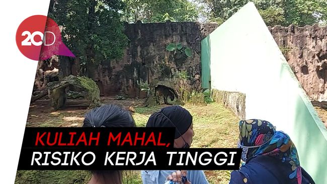 Gaji Dokter Hewan Cuma Rp 6 Juta Per Bulan Dprd Dki Prihatin
