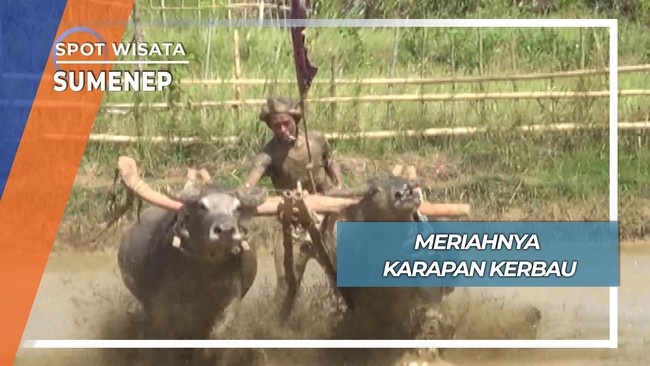 Mamajir, Karapan Kerbau Pulau Kangean Madura