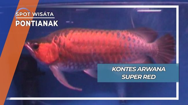 Adu Cantik Ikan Arwana, Pontianak
