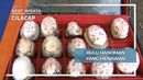 Bulu Hanoman yang Menawan, Cilacap Bulu Hanoman yang Menawan, Cilacap