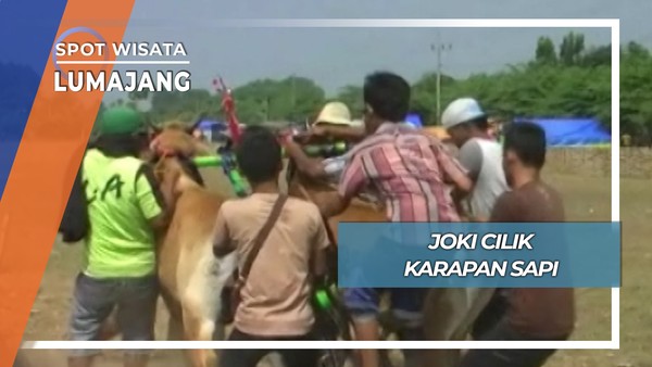 Atraksi Joki Cilik Karapan Sapi Lumajang