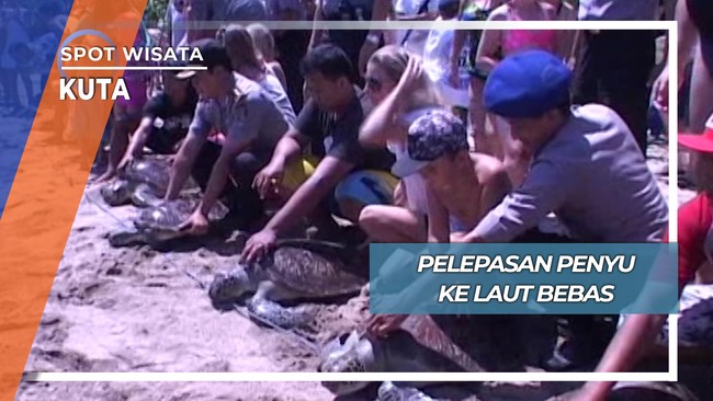 Pelepasan Penyu ke Laut Bebas, Kuta