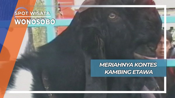 Kontes Kambing Etawa, Wonosobo
