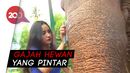 Serunya Main dan Foto Bareng Gajah Lampung Serunya Main dan Foto Bareng Gajah Lampung