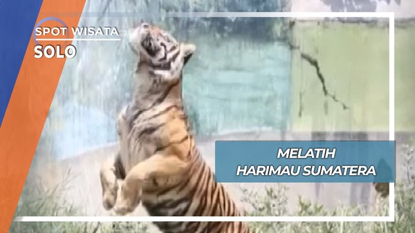 Aksi Menyantap Makanan Harimau Sumatera di Taru Jurug Solo