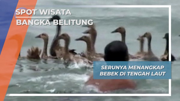 Lomba Menangkap Bebek, Bangka Belitung