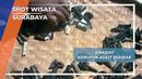 Khasiat Unik Kerupuk Rambak Kulit Biawak Surabaya Khasiat Unik Kerupuk Rambak Kulit Biawak Surabaya