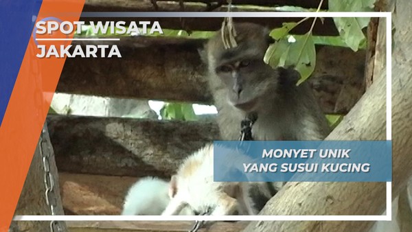 Satwa Unik Jakarta, Monyet Mengangkat Kucing Sebagai Anaknya 