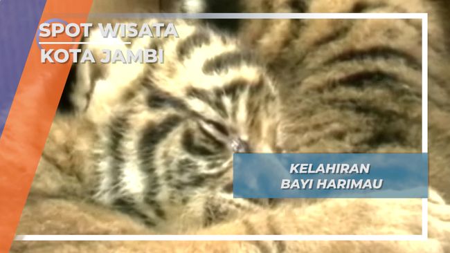 Satwa Lucu Kota Jambi, Bayi Harimau