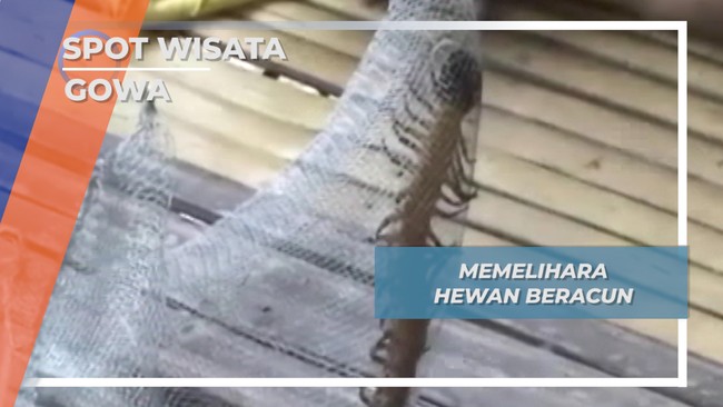 Satwa Unik, Lipan Beracun Raksasa Gowa