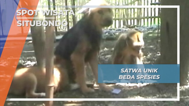 Satwa Unik Beda Spesies, Situbondo
