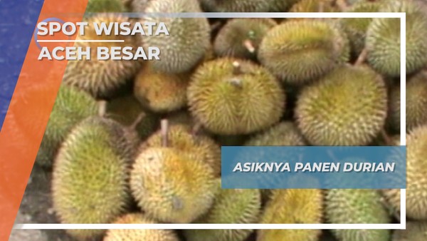 Ragam Flora dan Fauna Aceh Besar, Panen Durian