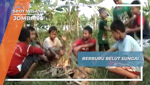 Berburu Belut Sungai Jombang