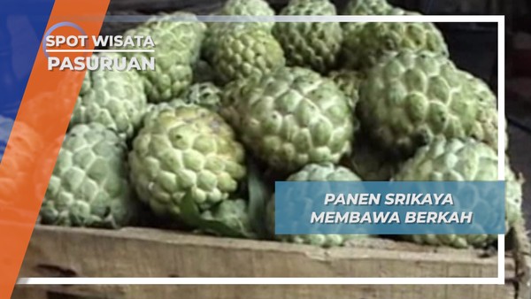 Panen Srikaya di Rombo Wetan kecamatan Rembang Pasuruan