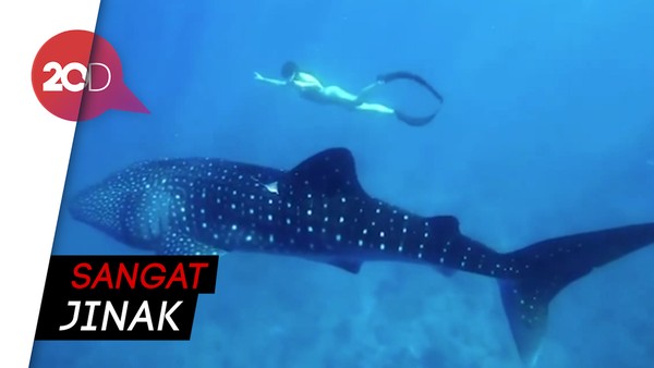 Sensasi Berenang Bersama Hiu Paus di Maldives
