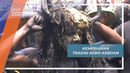 Kebo-keboan, Tradisi Seni Banyuwangi Kebo-keboan, Tradisi Seni Banyuwangi