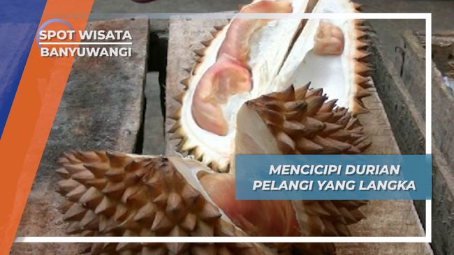 Durian Pelangi Songgon Banyuwangi nan Langka asal Lereng ...
