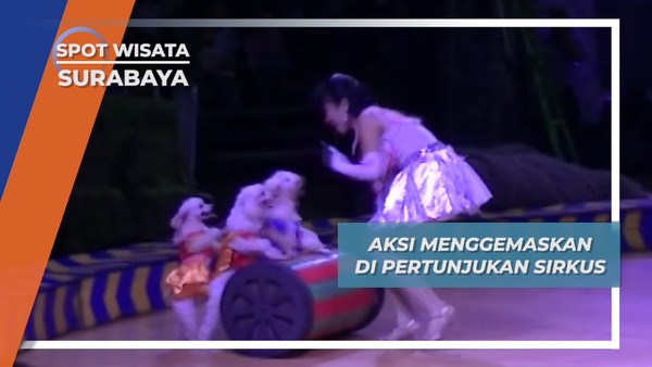 Aksi Menggemaskan di Pertunjukan Sirkus, Surabaya