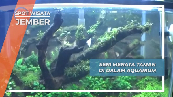 Aquascape, Seni Menata Taman Dalam Air Aquarium Jember