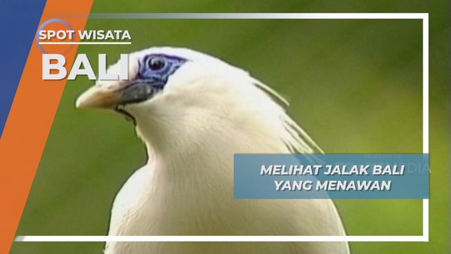 Jalak Bali Yang Menawan Bali