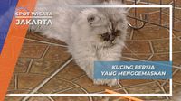 Penyebab Dan Cara Mengobati Luka Pada Kucing Ampuh 